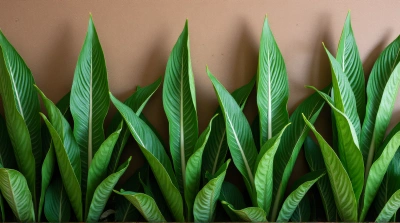 Broadleaf Plant Textures Against Earthy Background
