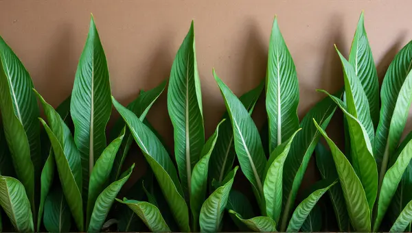 Broadleaf Plant Textures Against Earthy Background