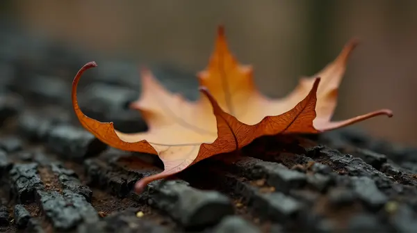Brown curled leaf resting on rough tree bark showing contrast between fragile and rugged surfaces.