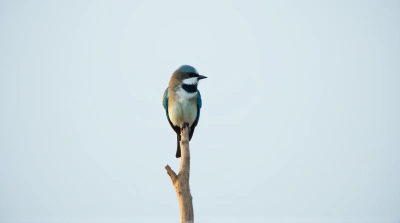 Cerulean Small Bird Resting On Woody Limb