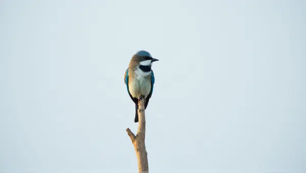 Cerulean Small Bird Resting On Woody Limb