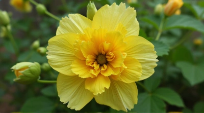 Chartreuse Golden Blossom With Intricate Textures