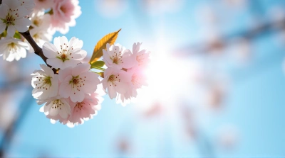 Cherry Tree Blossoms With Sunlight And Blue Sky