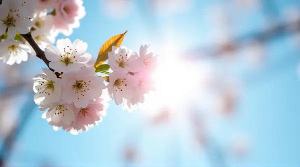 Close-up of cherry tree blossoms with white and light pink flowers under bright blue sky and sunlight.
