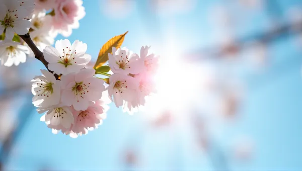 Cherry Tree Blossoms With Sunlight And Blue Sky