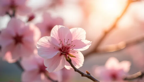 Cherry Tree Petals Close-Up With Soft Light