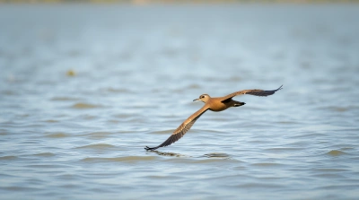 Chestnut Bird Gliding Over Shimmering Pond Surface