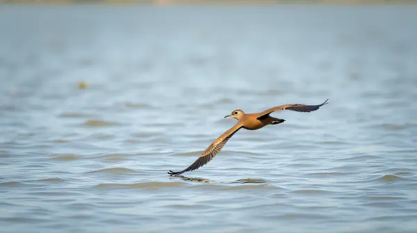 Chestnut Bird Gliding Over Shimmering Pond Surface