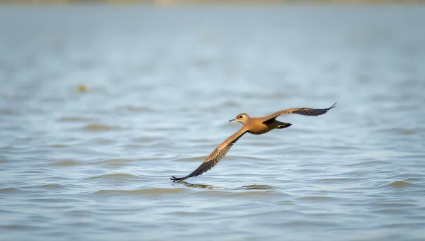 Chestnut Bird Gliding Over Shimmering Pond Surface