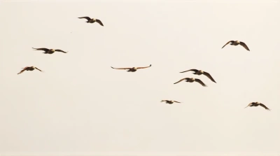 Chestnut Birds In Flight With Dynamic Wings