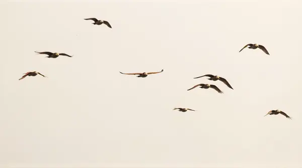 A group of chestnut-colored birds flying with varied wing positions against a soft sky background