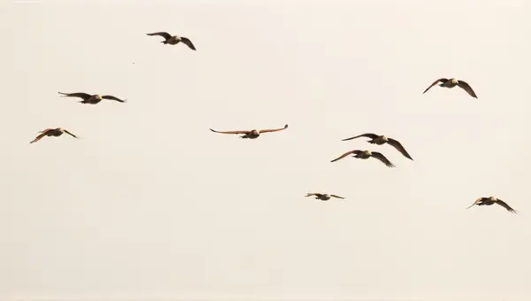 Chestnut Birds In Flight With Dynamic Wings