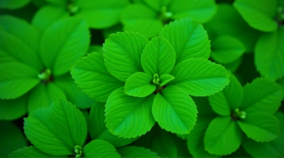 Close-Up Detailed Foliage Cluster With Vein Patterns