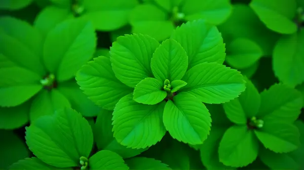 Close-up of a vibrant foliage cluster showing detailed veins and subtle color shifts under soft light