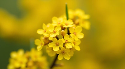 Close-Up Golden Blossoms Selective Focus Macro