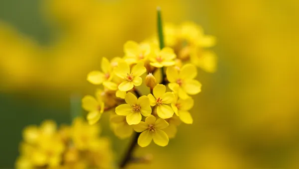 Close-Up Golden Blossoms Selective Focus Macro