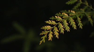 Close-Up Green Brown Leaves Textured Natural Light