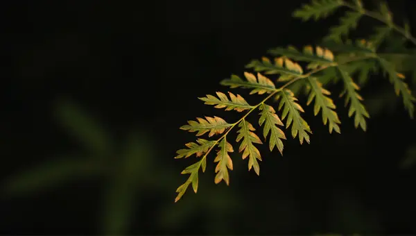 Close-Up Green Brown Leaves Textured Natural Light