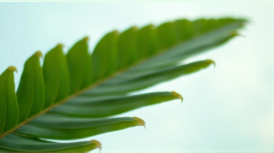 Close-Up Large Leaf Veins Against Soft Sky