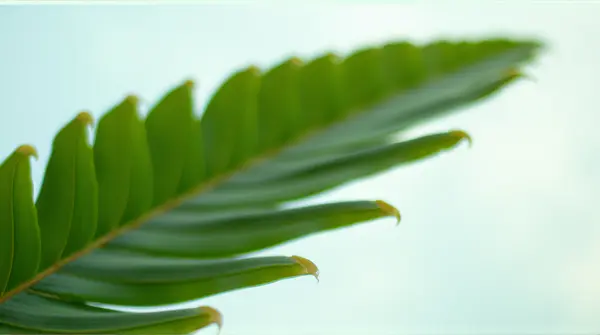 Detailed close-up of a large leafy frond showing veins against a gentle sky background