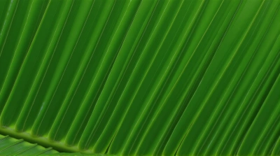 Close-Up Of Layered Ribbed Foliage Texture