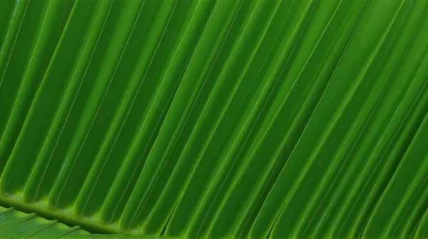 Detailed close-up of elongated ribbed leaves arranged in overlapping layers under soft light