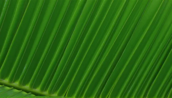 Close-Up Of Layered Ribbed Foliage Texture