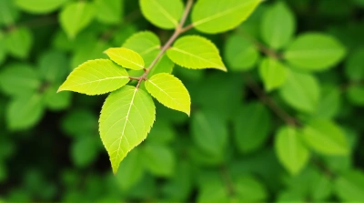 Close-Up Leaf Detail Vibrant Natural Texture