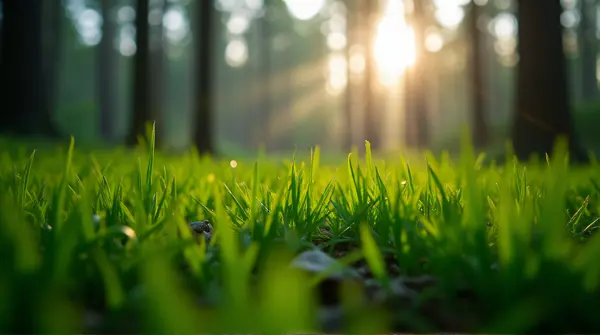 Macro image showing dense blades of turf with blurred forest trunks in soft light background