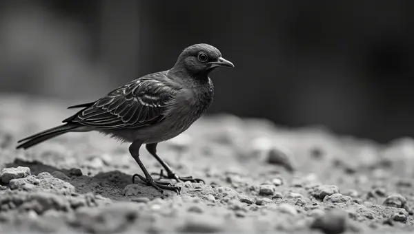 Close-Up Monochrome Feathered Creature On Rock