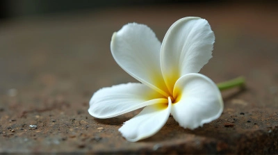 Close-Up Of Single White Flower With Textured Petals