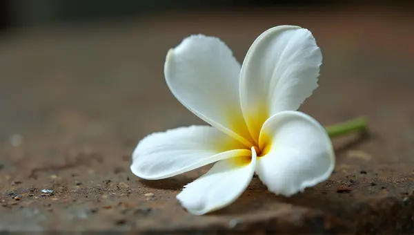 Close-Up Of Single White Flower With Textured Petals