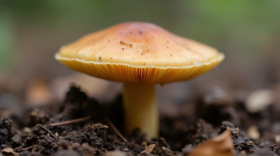 Close-Up Tan Cap Fungus On Textured Soil