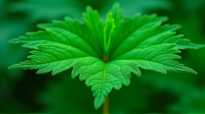 Close-Up Vibrant Emerald Leaf Texture