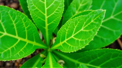Close-Up Of Vibrant Leaf Vein Patterns