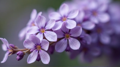 Close-Up Of Violet Blossoms With Soft Lighting