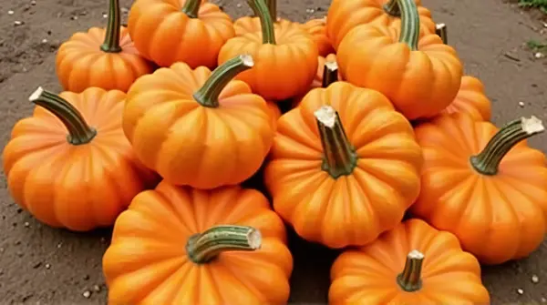Cluster Of Round Orange Gourds On Earth