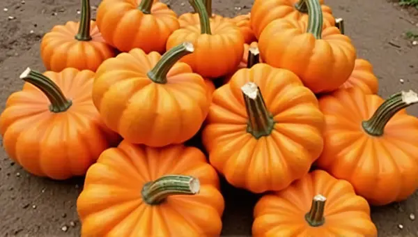Cluster Of Round Orange Gourds On Earth