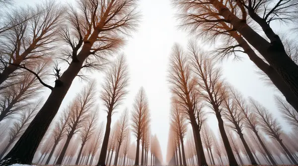 Wide-angle view of a group of trees with brown leaves and textured bark against a pale sky with soft light