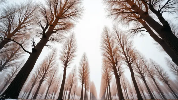 Cluster Of Trees With Brown Foliage And Textured Bark