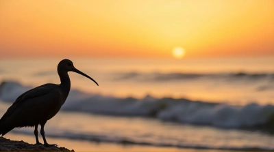 Coastal Seabird Perched at Dusk with Ocean View