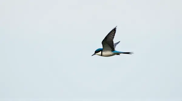 Cobalt Slate Songbird In Flight With Wings Spread