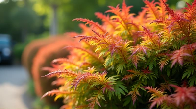 Colorful Croton Foliage In Soft Daylight