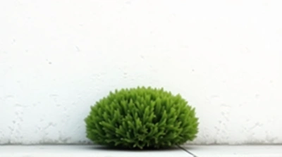 Compact Shrub Against White Plastered Wall