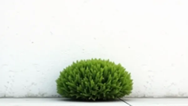 Compact Shrub Against White Plastered Wall