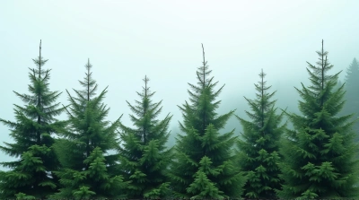 Conifer Trees Cluster With Misty Sky Background