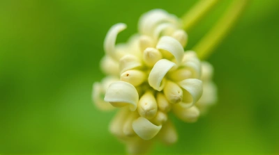 Cream Blossoms Clustered On Green Background