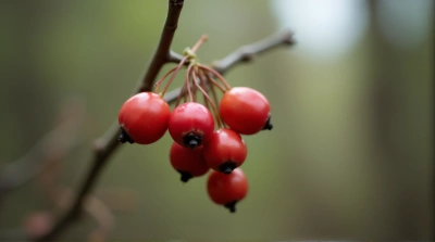 Crimson Berries Cluster On Twig With Woodland Backdrop