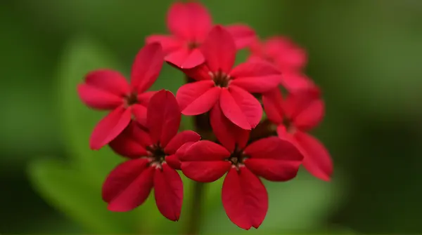 Close-up of a cluster of crimson blossoms highlighting delicate petal textures against a green background