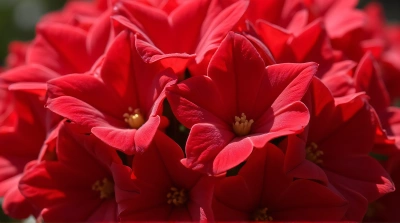 Crimson Blooms Cluster With Soft Sunlight Shadows